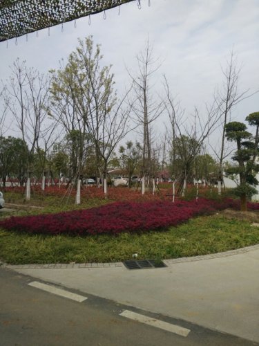 花山金港汽车主题公园旅行图片 3