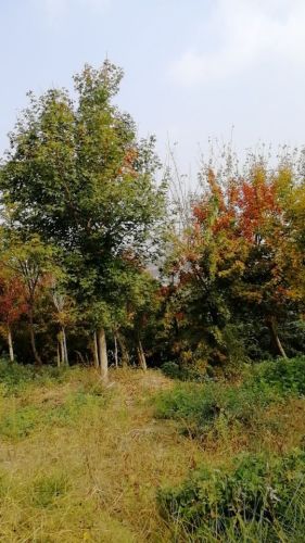 青龙山健康主题公园旅行图片 3