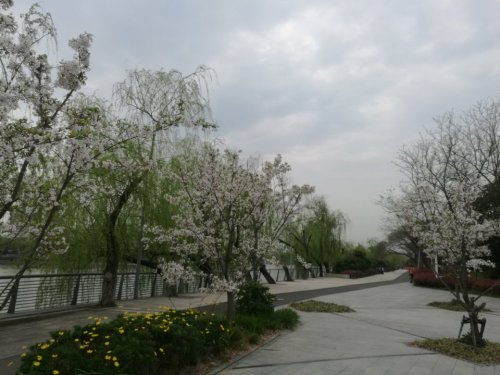槐树公园旅行图片 1