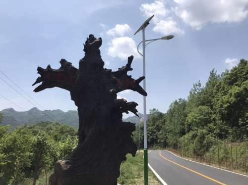 东方神木园旅行图片 3