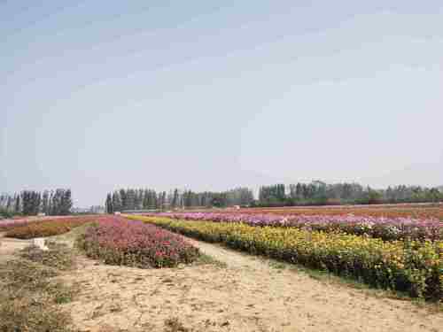 花田小镇旅行图片 1