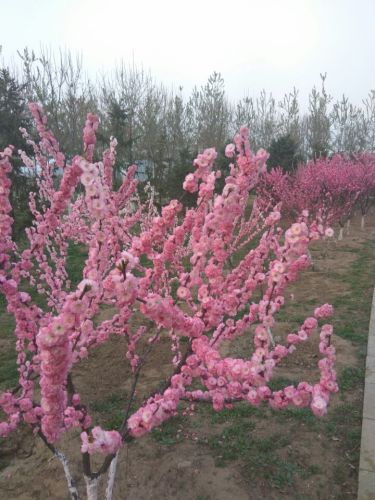 良乡大学城公园旅行图片 2