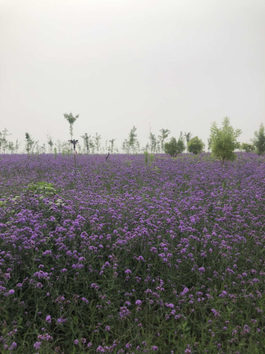 万花山森林公园旅行图片 1