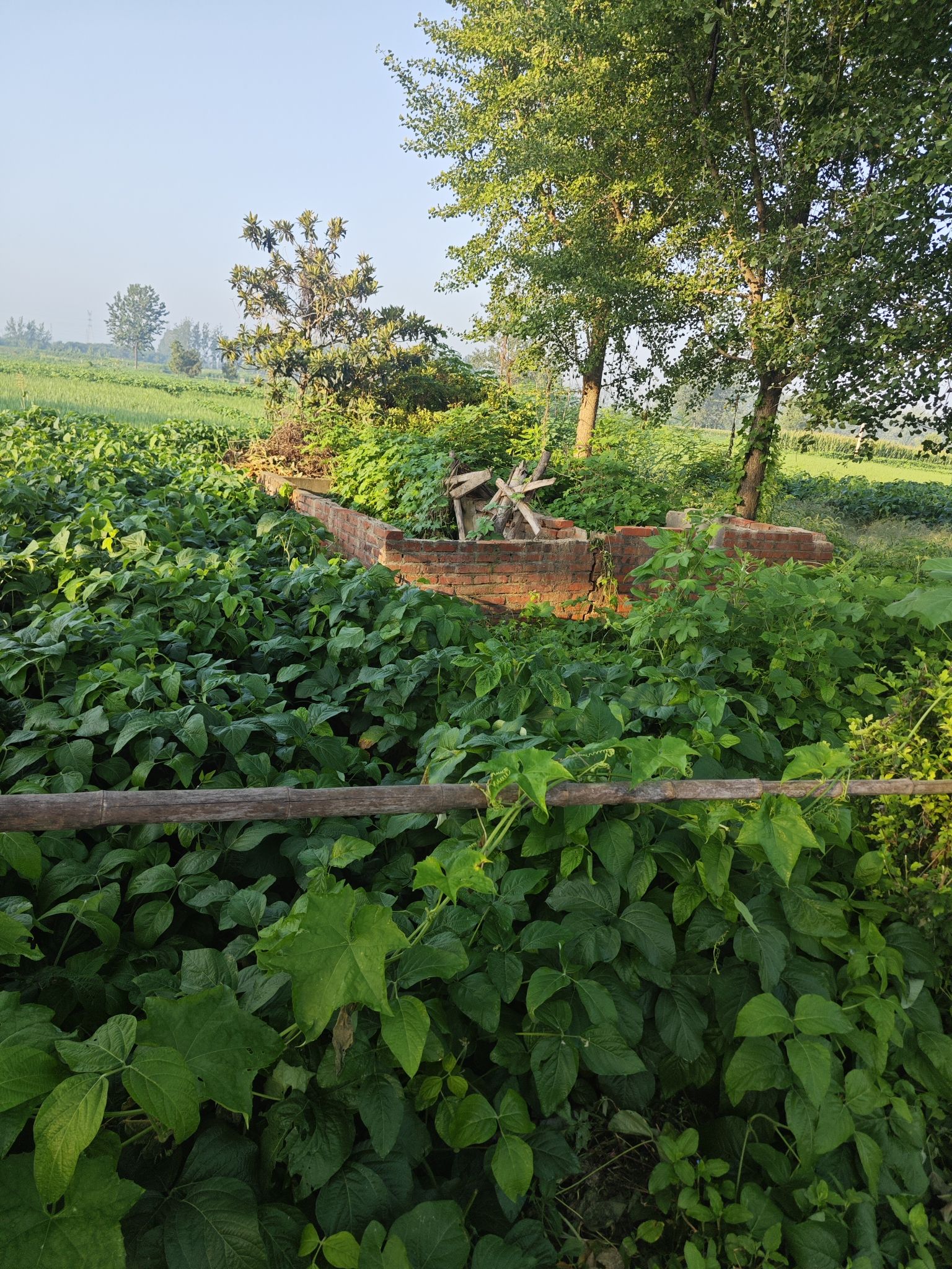 竹城寺实景照片