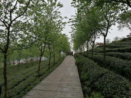 贵州湄潭象山茶博公园旅行图片 3