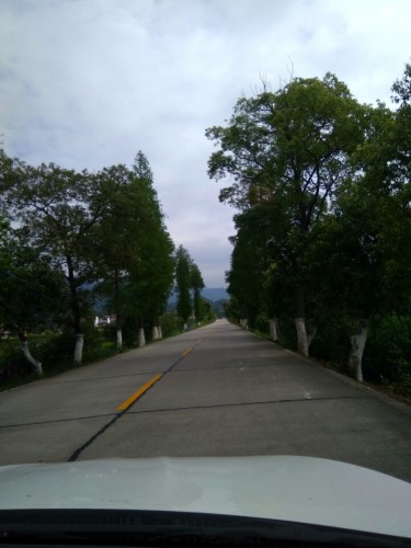 北乡香樟森林公园旅行图片 1