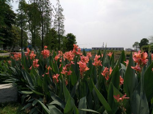 陈村公园旅行图片 2
