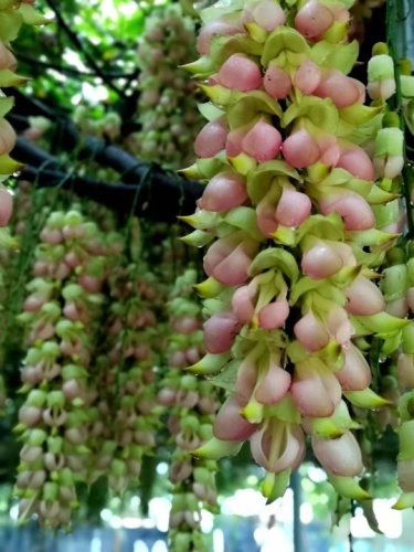 石壁湖禾雀花王国旅行图片 3