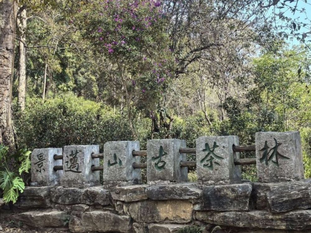 普洱景迈山茶林文化景区景点图片