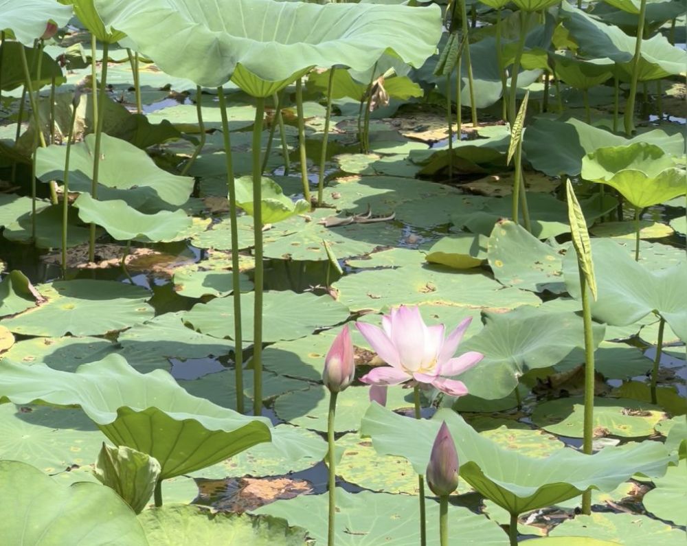 菱湖公园景点图片