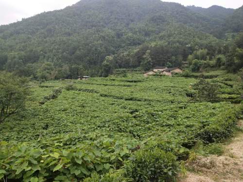福安市溪塔葡萄沟旅游景区旅行图片 1