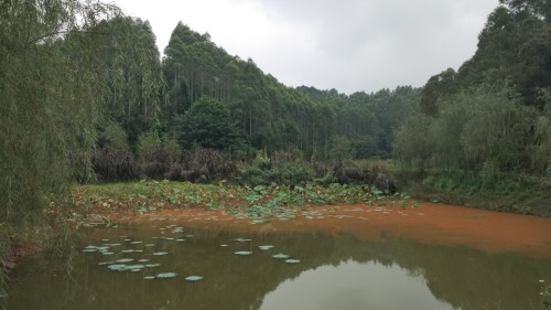 四川国际寿星谷旅行图片 3