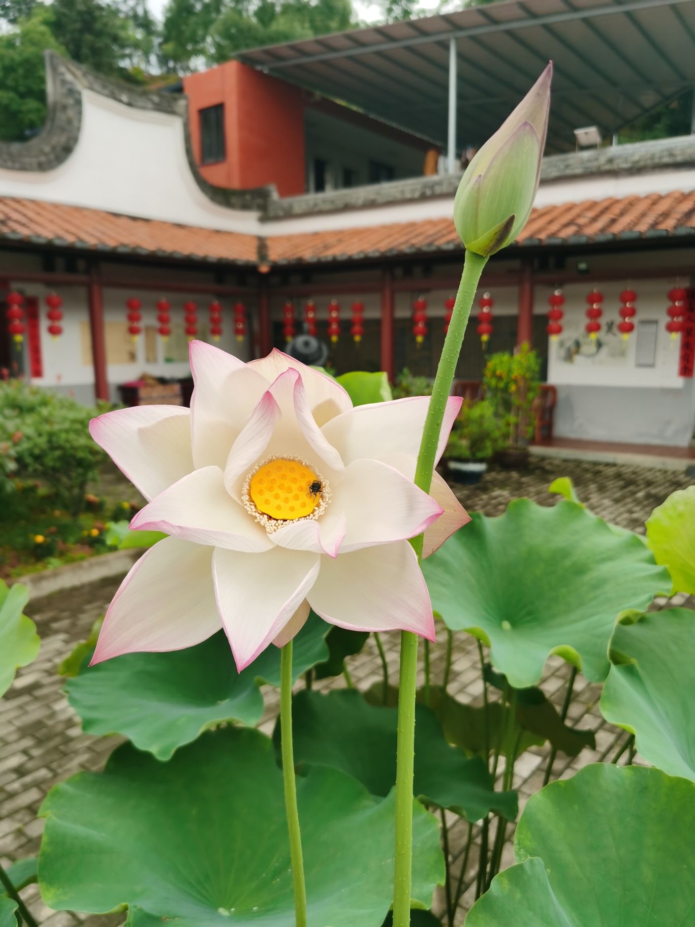 闽清鹫峰寺实景照片