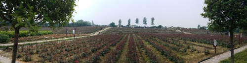 天府花海·蝶彩花卉园旅行图片 1