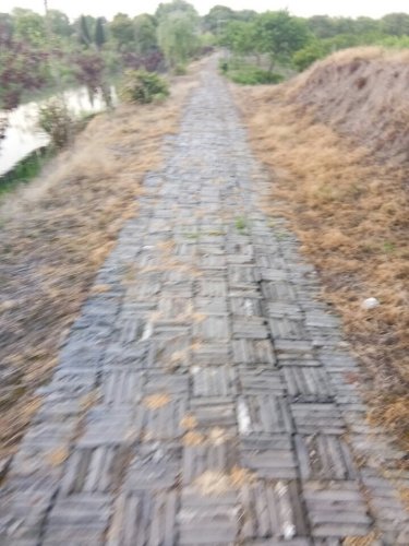 罗家角遗址旅行图片 2