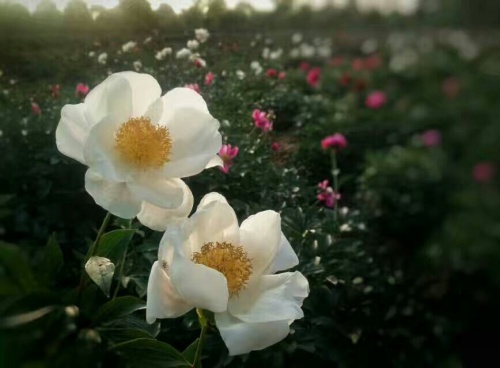 扬州芍药园旅行图片 2