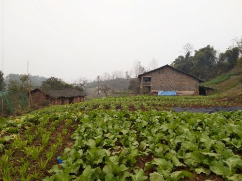 天子山景区旅行图片 3