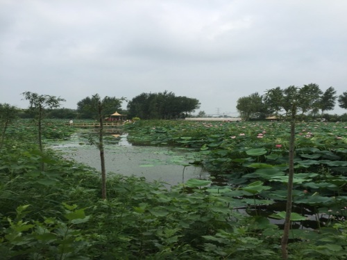 荷花莲园旅行图片 3