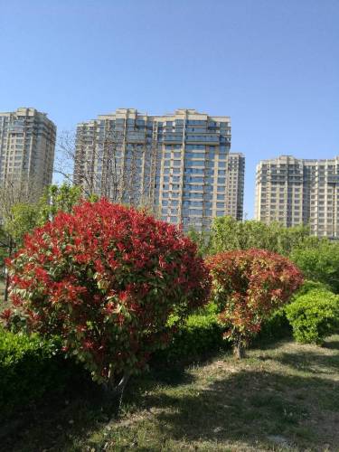 文化广场旅行图片 3