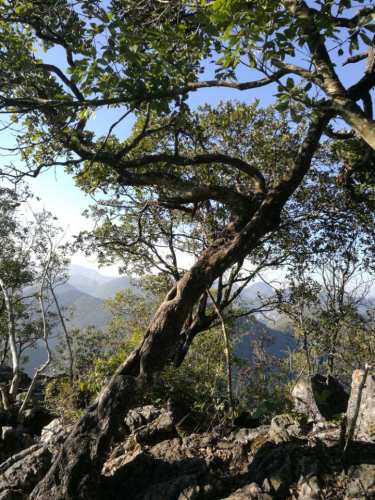 野猪岭风景区旅行图片 3