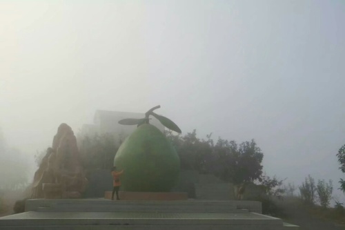 大埔蜜柚公园旅行图片 3