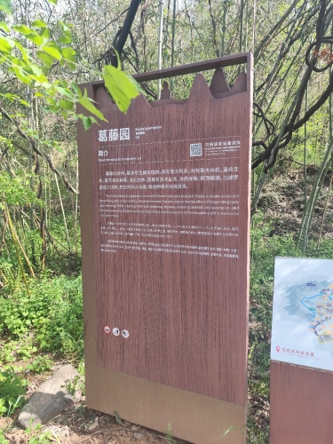 铁山寺国家森林公园-葛藤园
