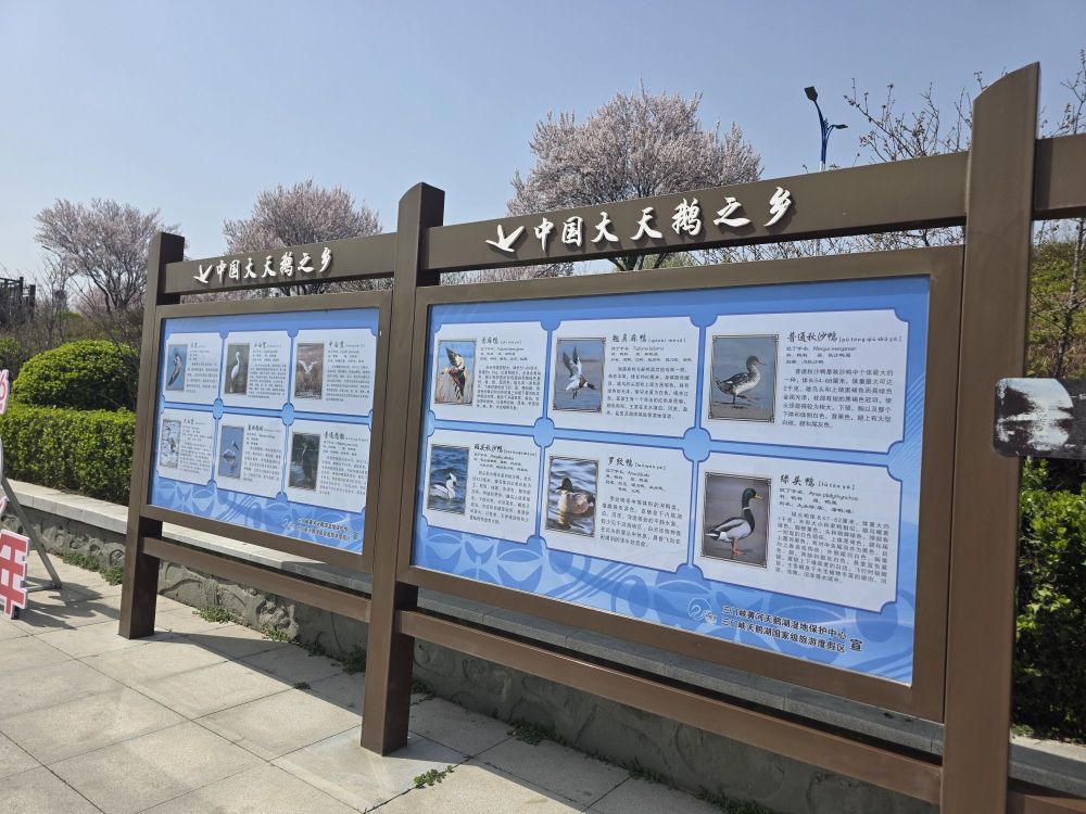 天鹅湖国家城市湿地公园景点图片