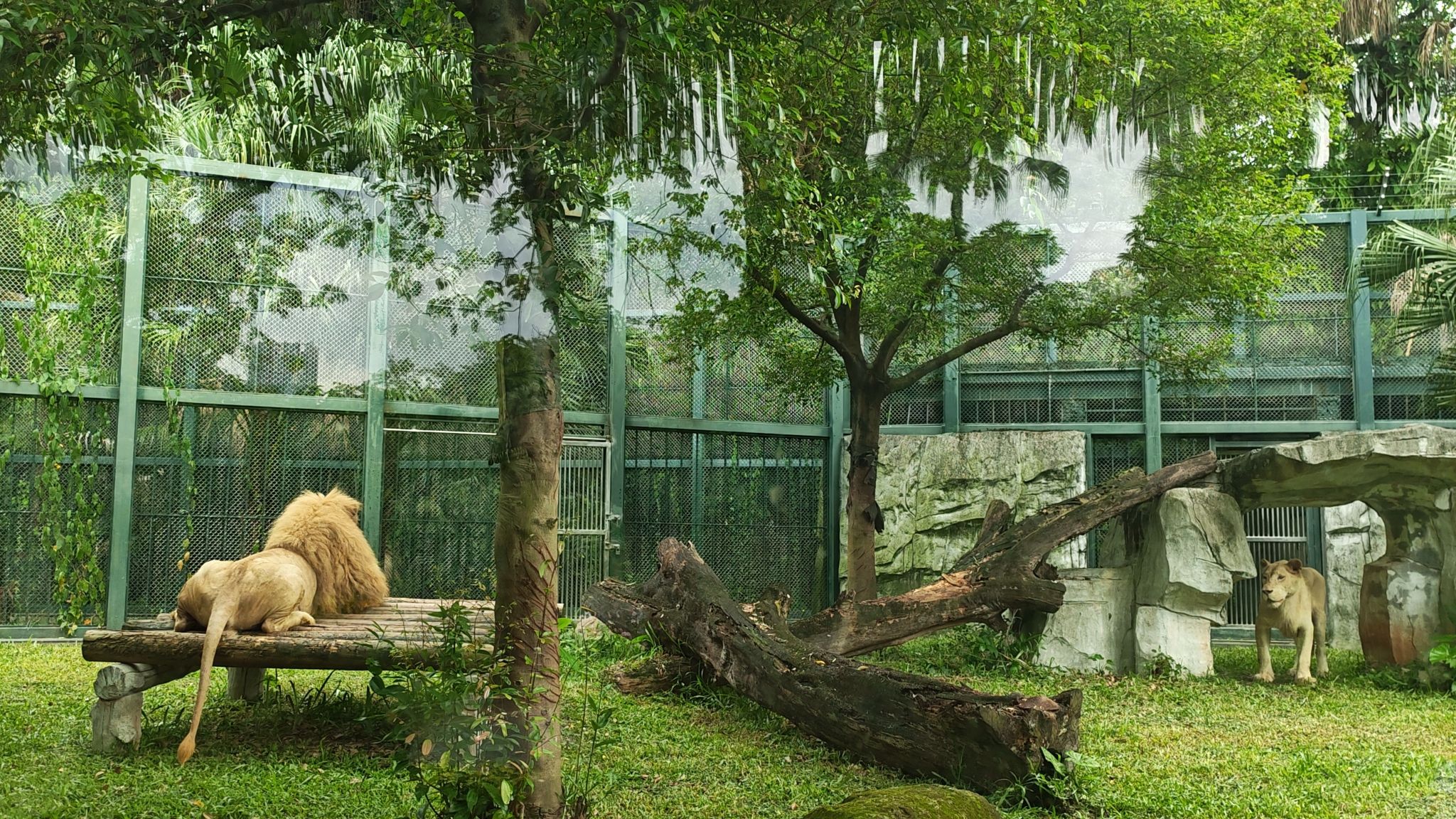 非洲狮