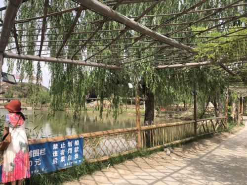 豫东大竹海文旅生态村旅行图片 1