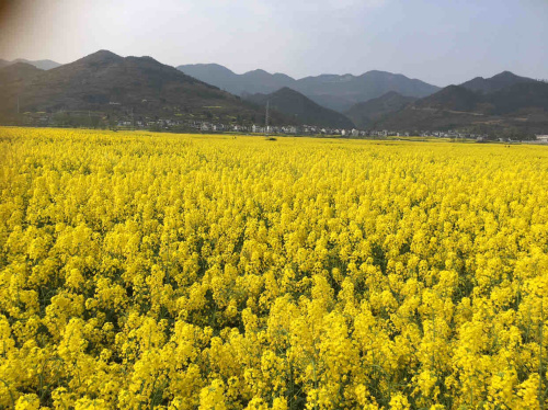 龙凤花海景区旅行图片 2