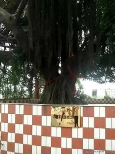 马垅榕树公园旅行图片 2