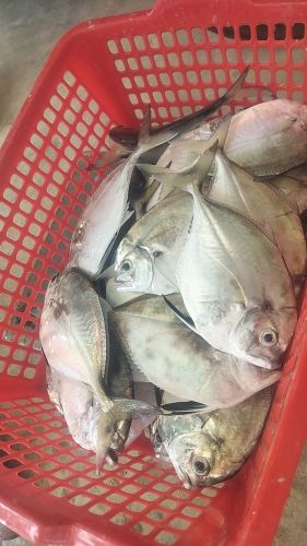 澄迈桥头包岸沙滩海鲜加工饭店