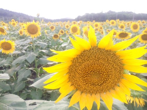 葵花谷旅行图片 2