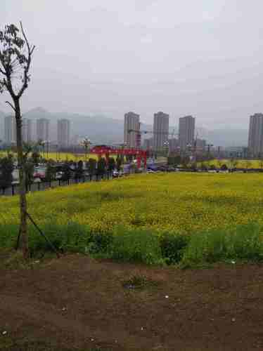 复盛油菜花旅行图片 1