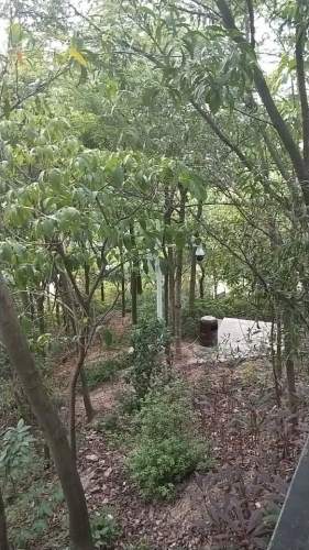 鹅公岭社区公园旅行图片 2