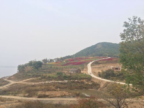 富江花海旅行图片 2