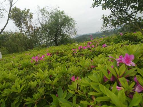 赣州市樱花公园健康主题公园旅行图片 2