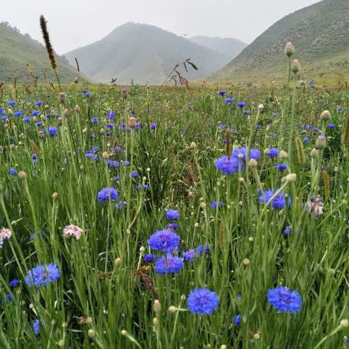 百花谷旅行图片 3