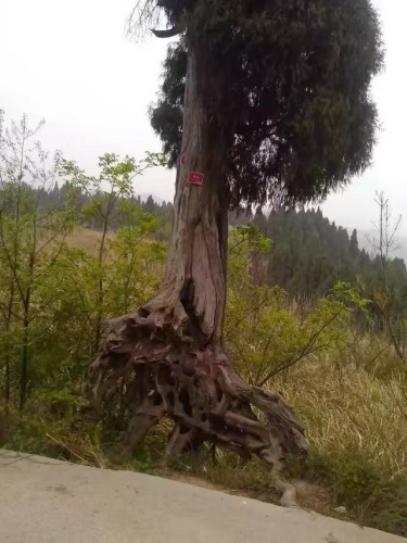 凤凰山景区旅行图片 1