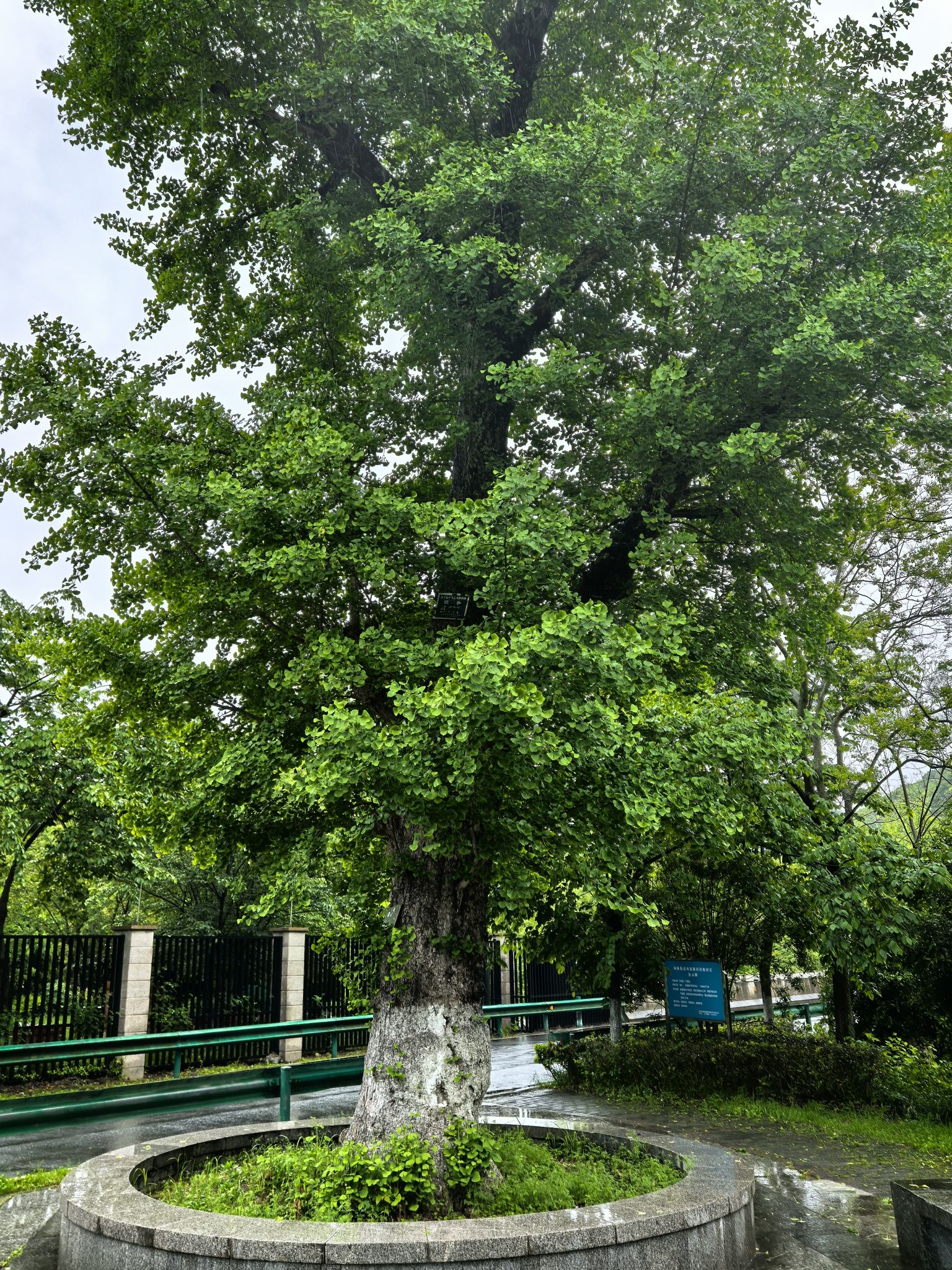 里项古树公园