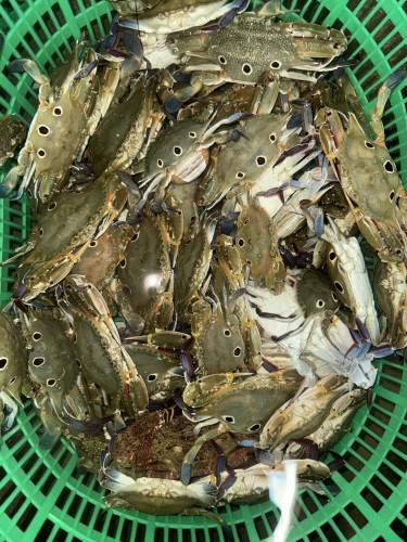 清澜三角房海鲜批发零售