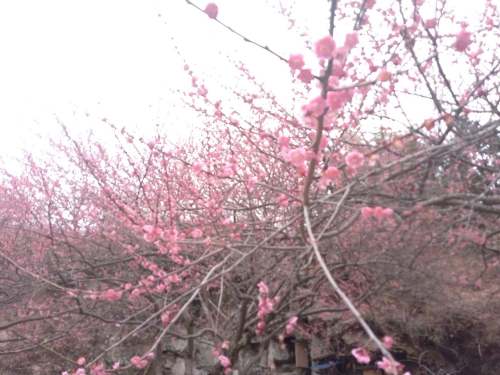 楠溪江三生三世十里梅花旅行图片 2