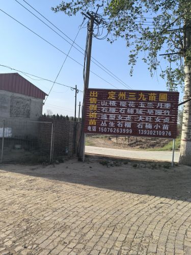 定州三九苗圃