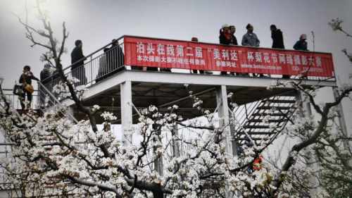 亚丰观光梨园旅行图片 2