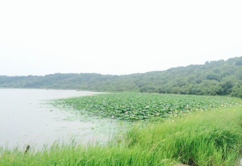 莲花湖公园旅行图片 3