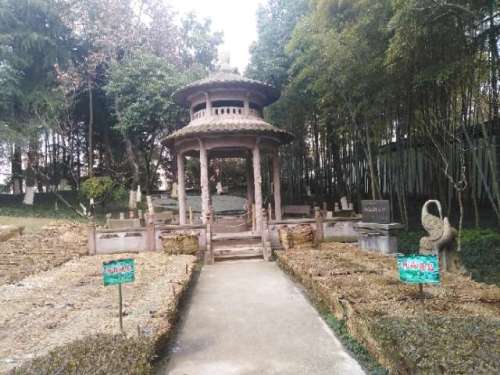 凤凰公园旅行图片 3