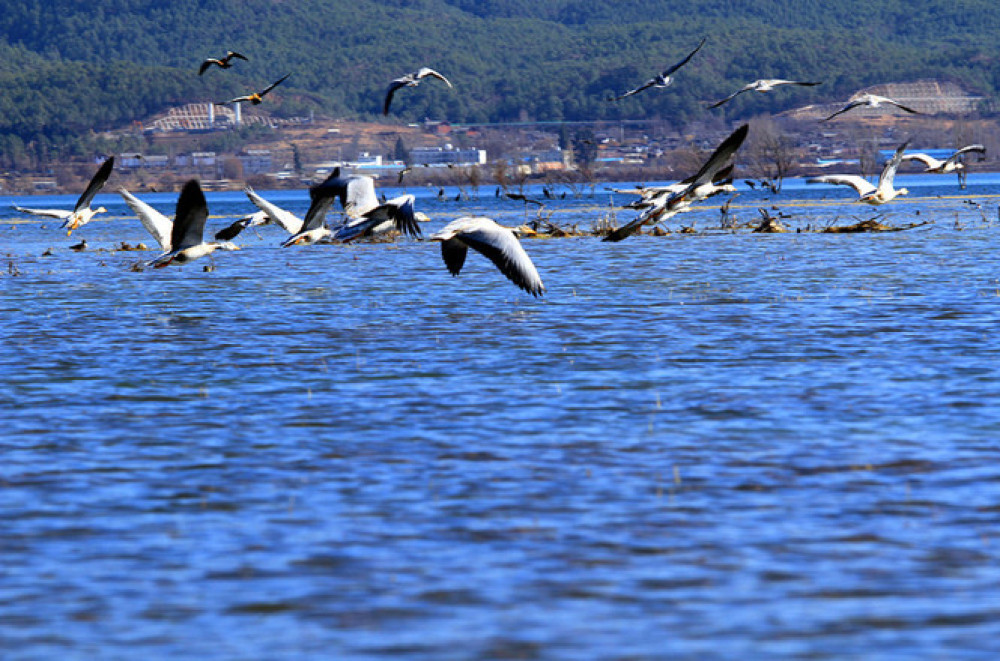 丽江拉市海湿地公园景点图片