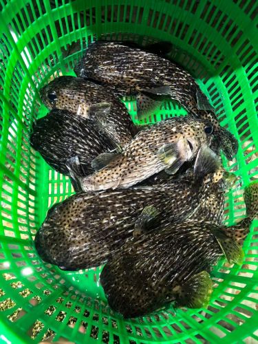临高新盈批发海鲜