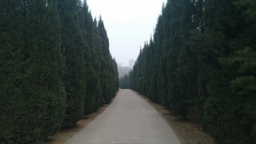 西苑森林公园旅行图片 2
