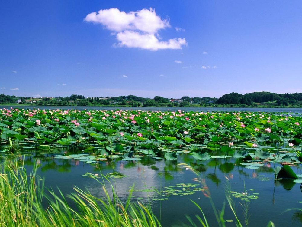 焦岗湖景区景点图片